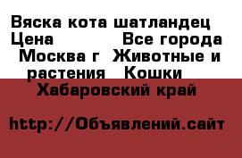 Вяска кота шатландец › Цена ­ 1 000 - Все города, Москва г. Животные и растения » Кошки   . Хабаровский край